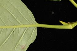 Salix reinii. Base of leaf and petiole.
 Image: D. Glenny © Landcare Research 2020 CC BY 4.0